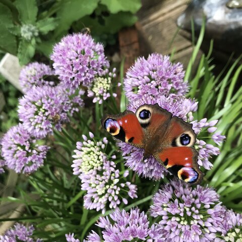 Garten der Biodiversität