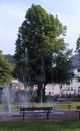 Gerichtslinde