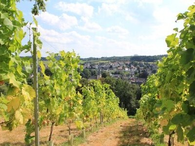 Weinberg in Neuenrade