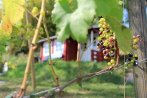 Weinberg