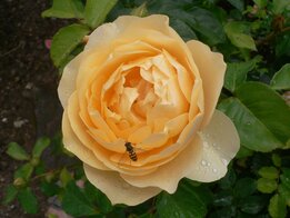 Rose - Gudrun Sulzer Rose